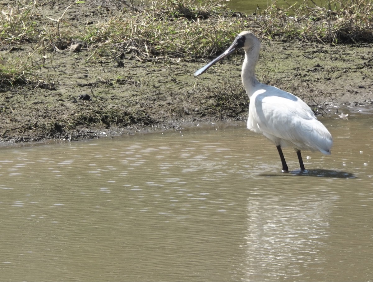 Black-faced Spoonbill - ML617454710