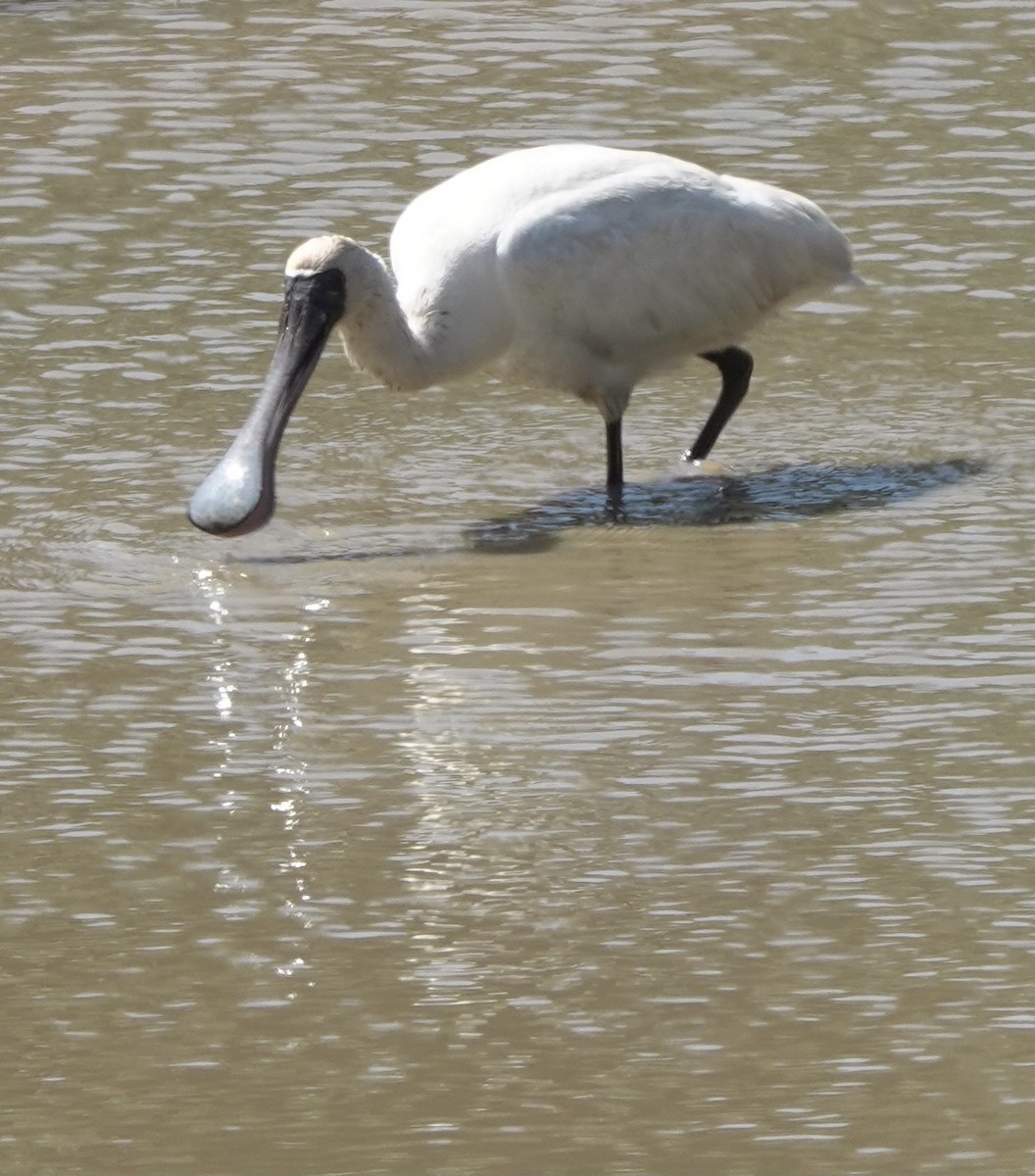 Black-faced Spoonbill - Martin Kennewell