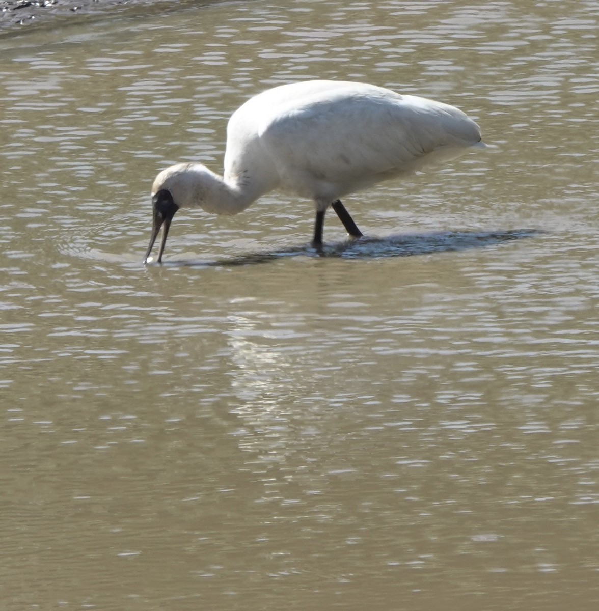 Black-faced Spoonbill - ML617454715