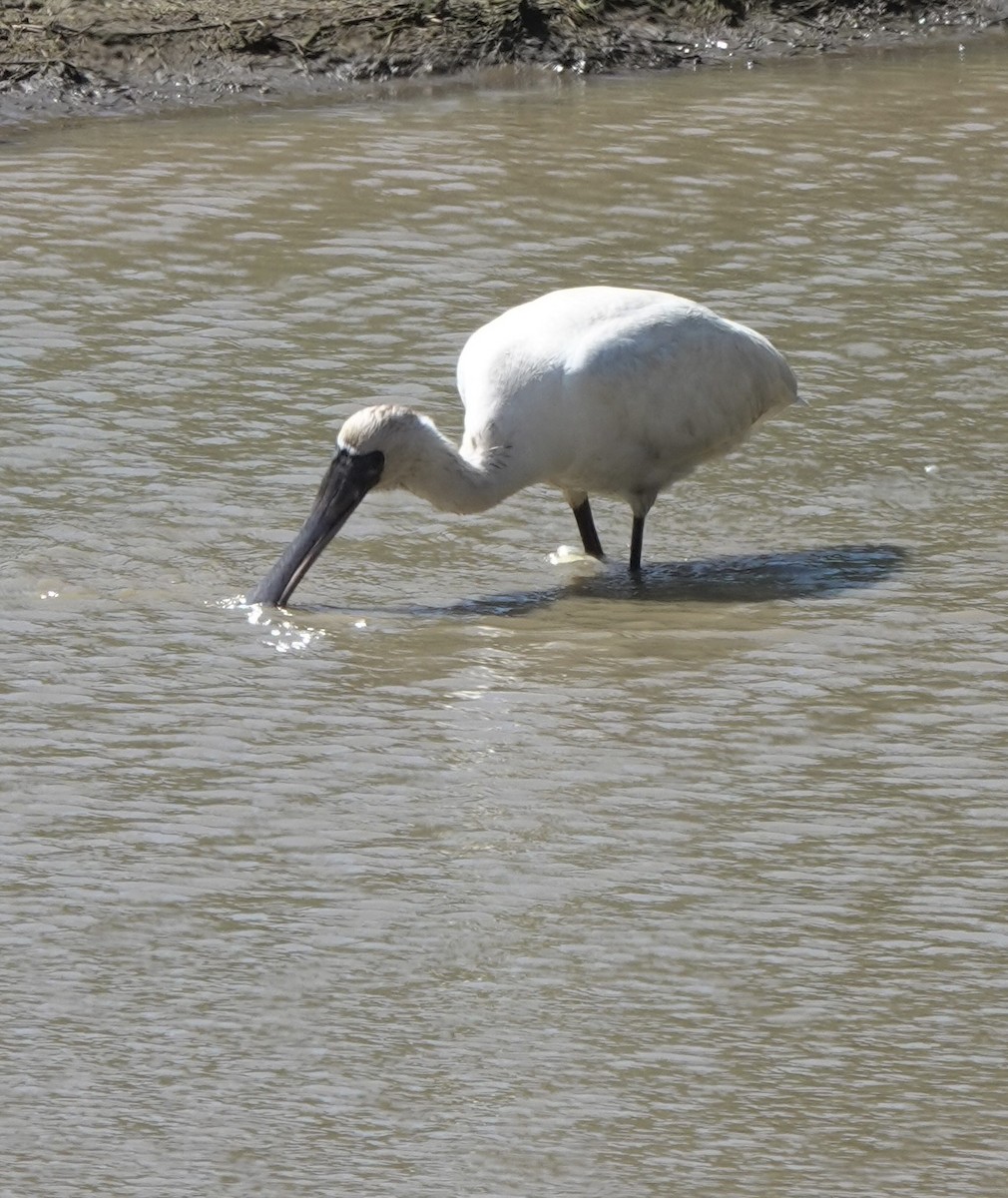 Black-faced Spoonbill - ML617454716