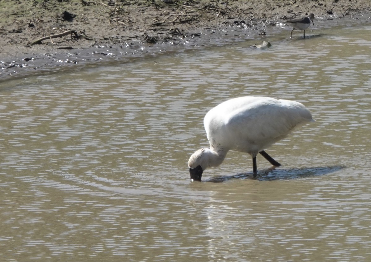 Black-faced Spoonbill - ML617454717