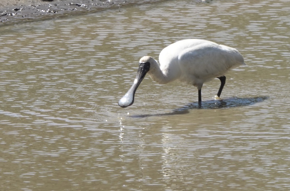 Black-faced Spoonbill - Martin Kennewell