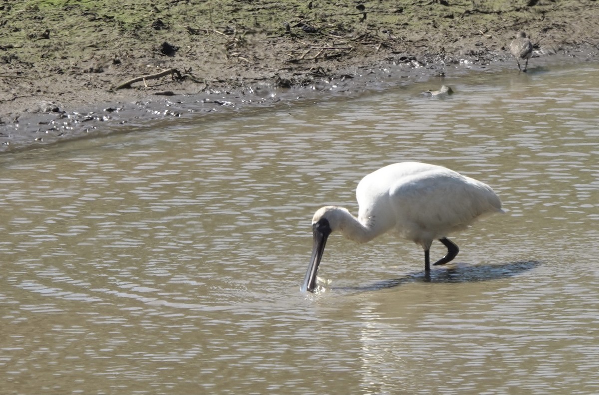 Black-faced Spoonbill - ML617454719