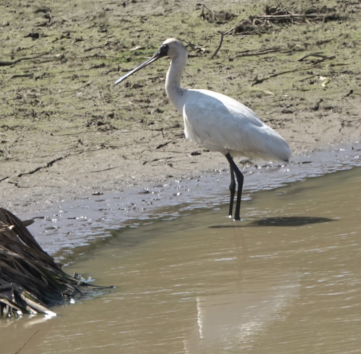 Black-faced Spoonbill - ML617454720