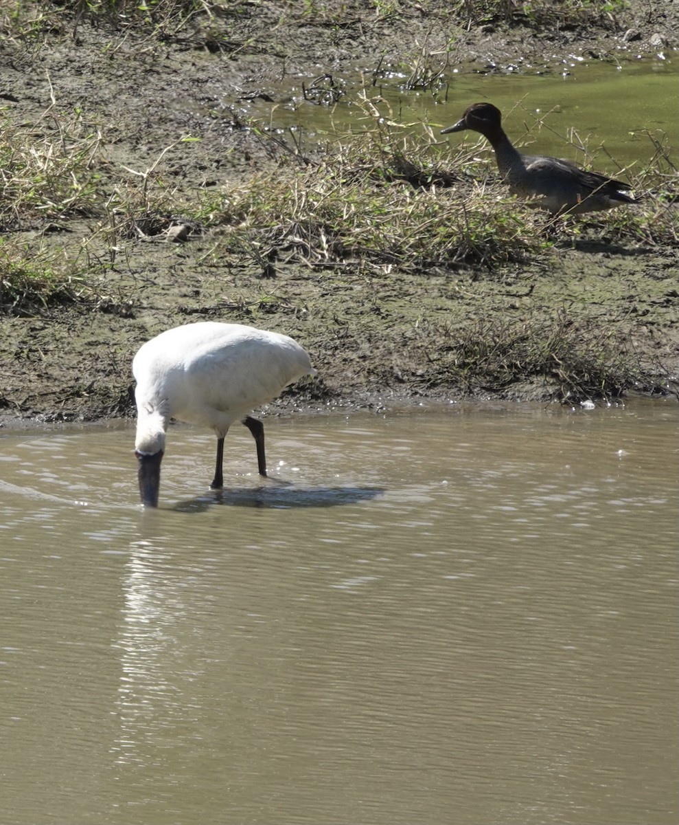 Black-faced Spoonbill - ML617454721