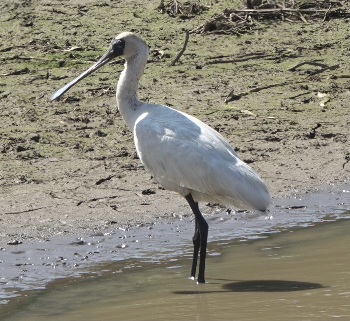 Black-faced Spoonbill - ML617454722