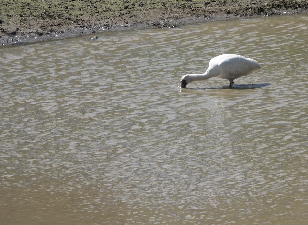 Black-faced Spoonbill - ML617454725