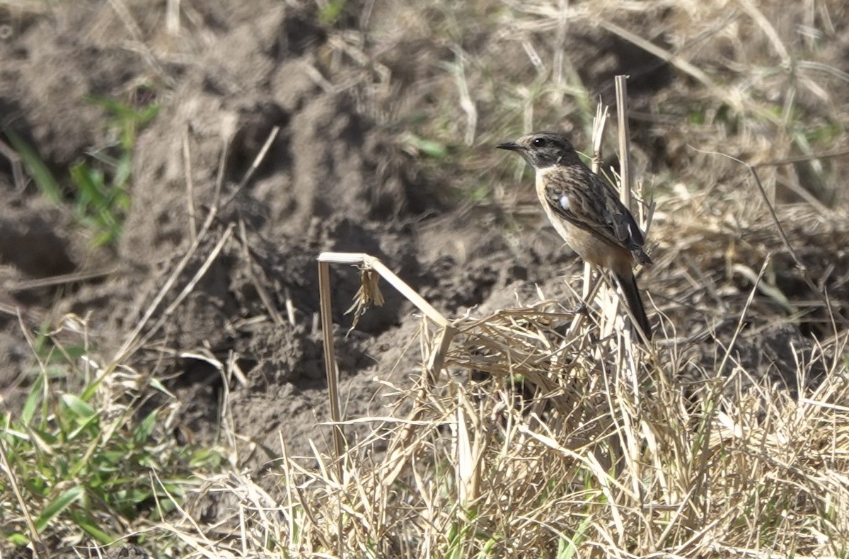 Amur Stonechat - ML617454728