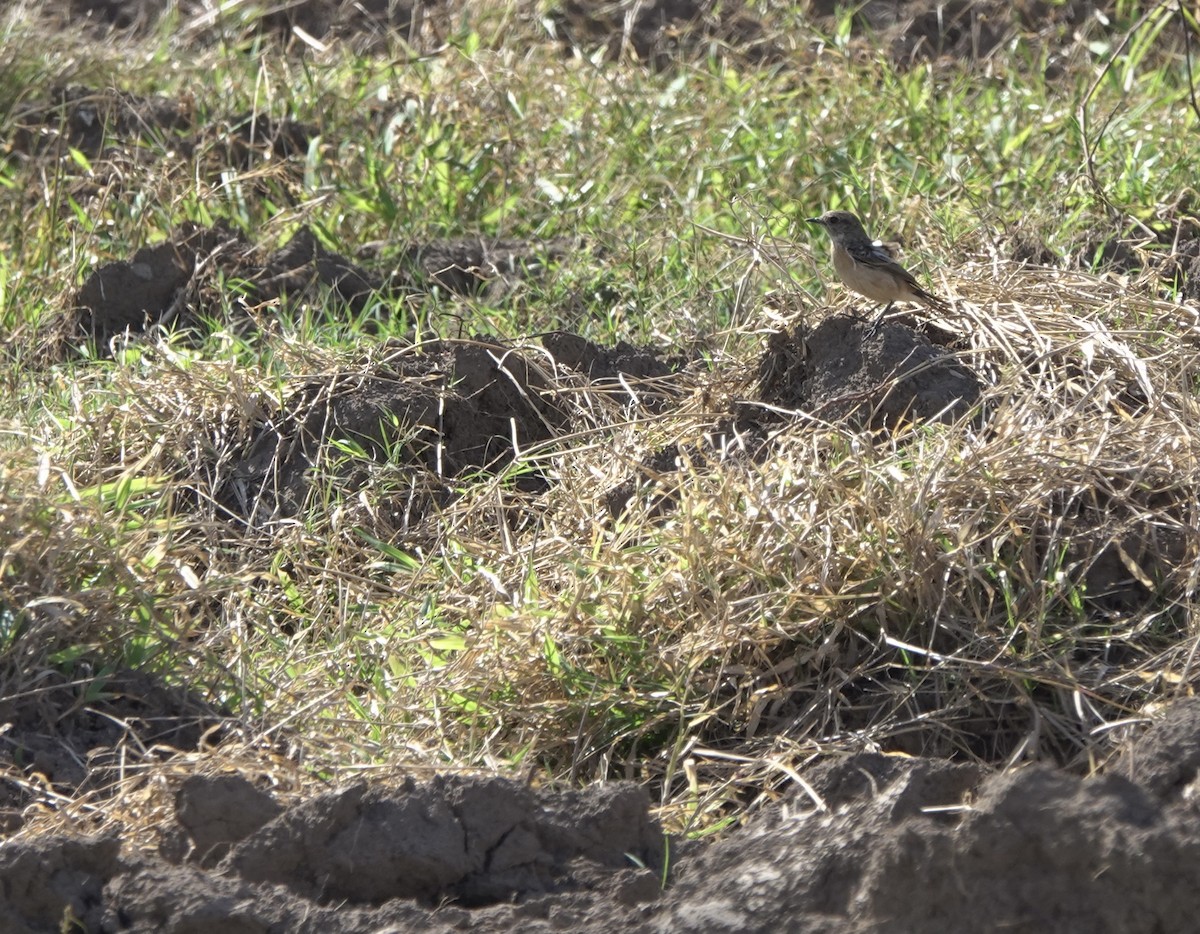 Amur Stonechat - ML617454729