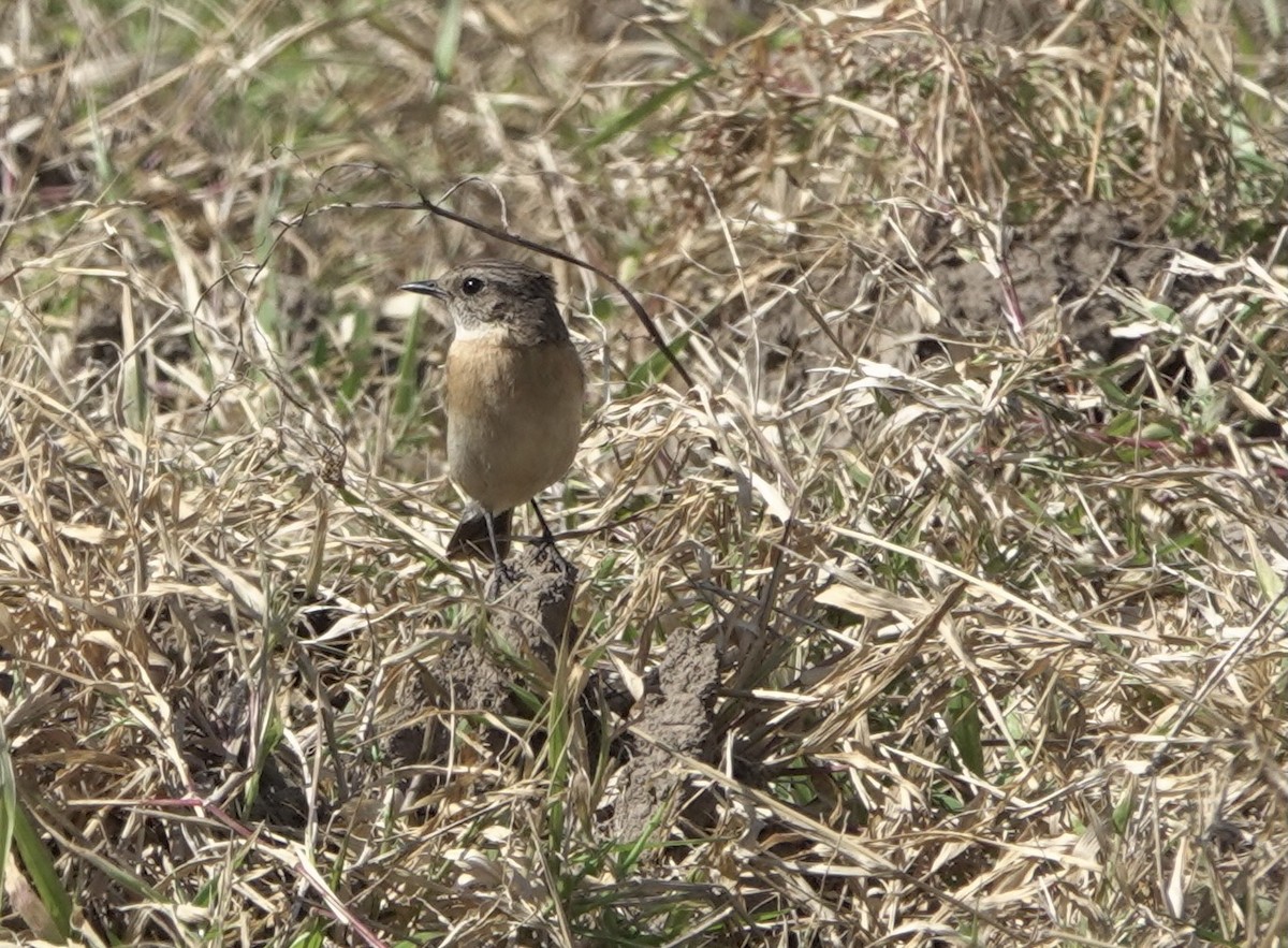 Amur Stonechat - ML617454731