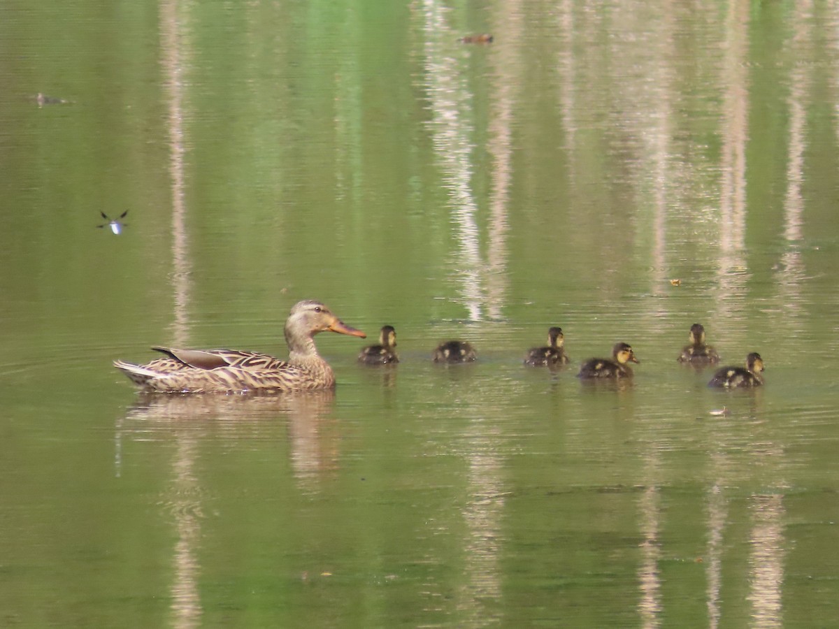 Canard colvert - ML617454738