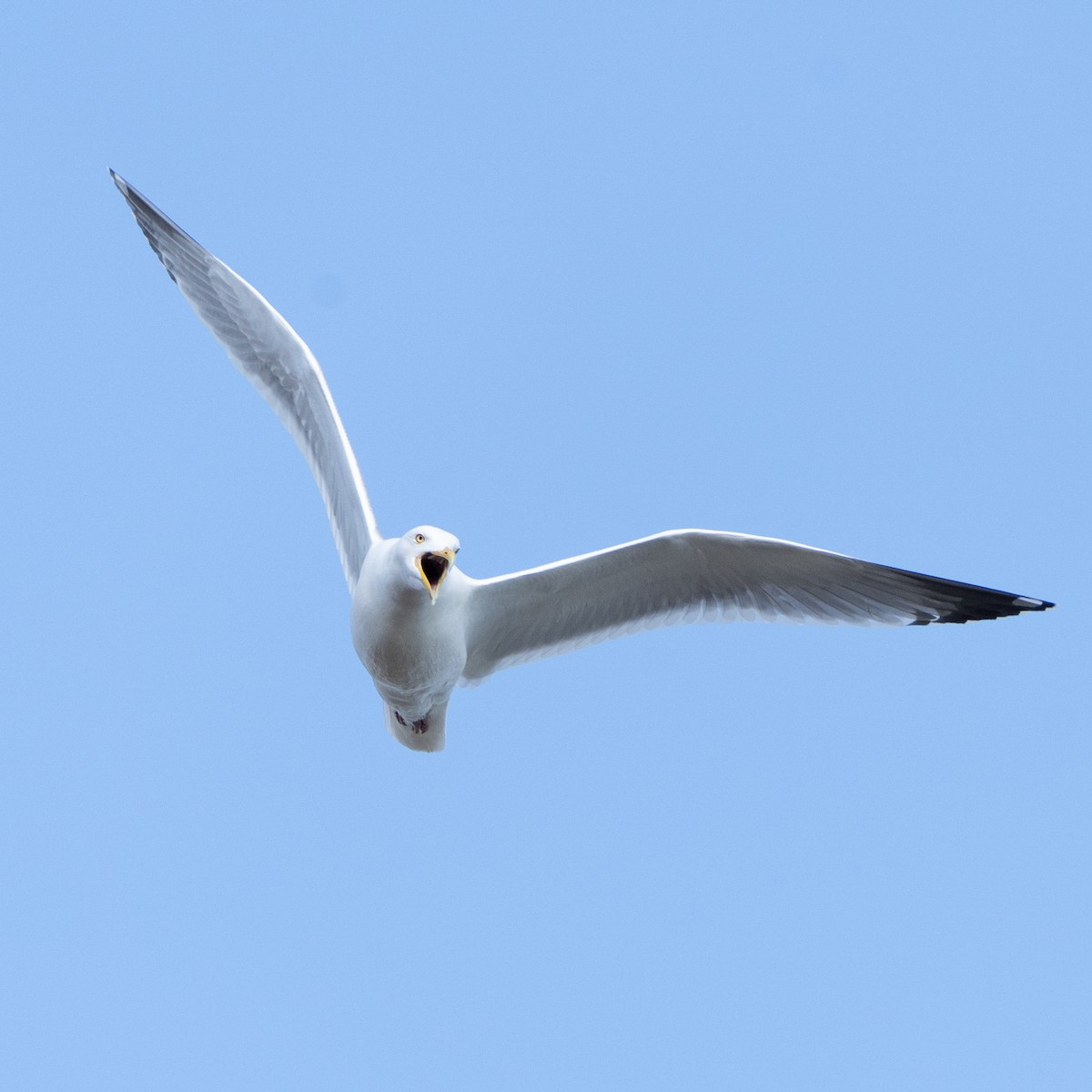 Ring-billed Gull - ML617454748