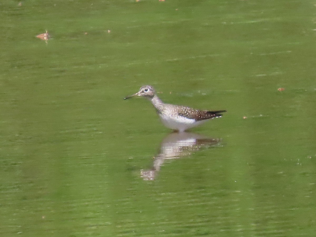 Solitary Sandpiper - Teresa Noel