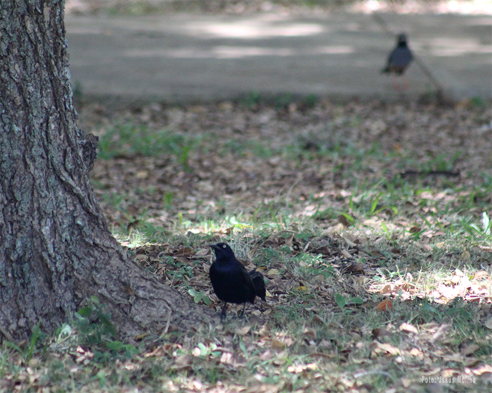 Greater Antillean Grackle - ML617454803
