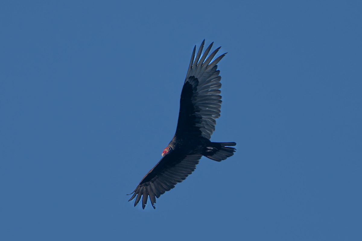 Turkey Vulture - ML617454804