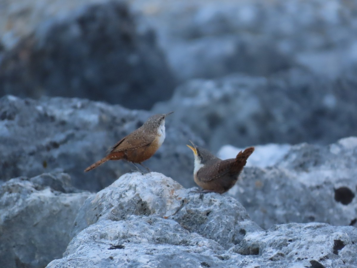 Canyon Wren - ML617454832