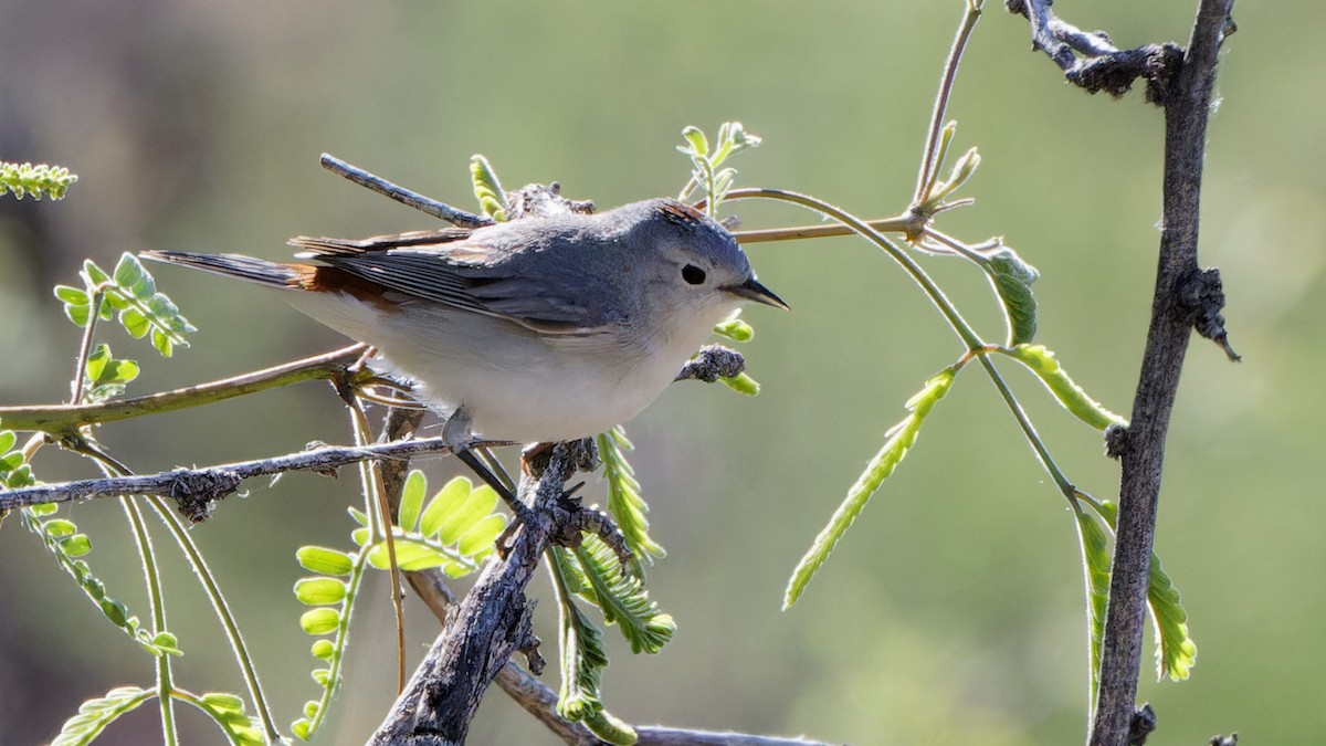 Lucy's Warbler - Bob Scheidt