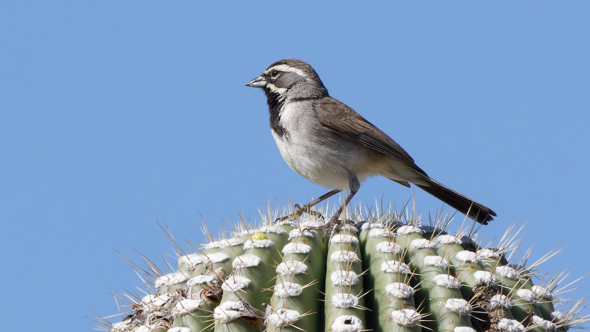 Black-throated Sparrow - ML617454841