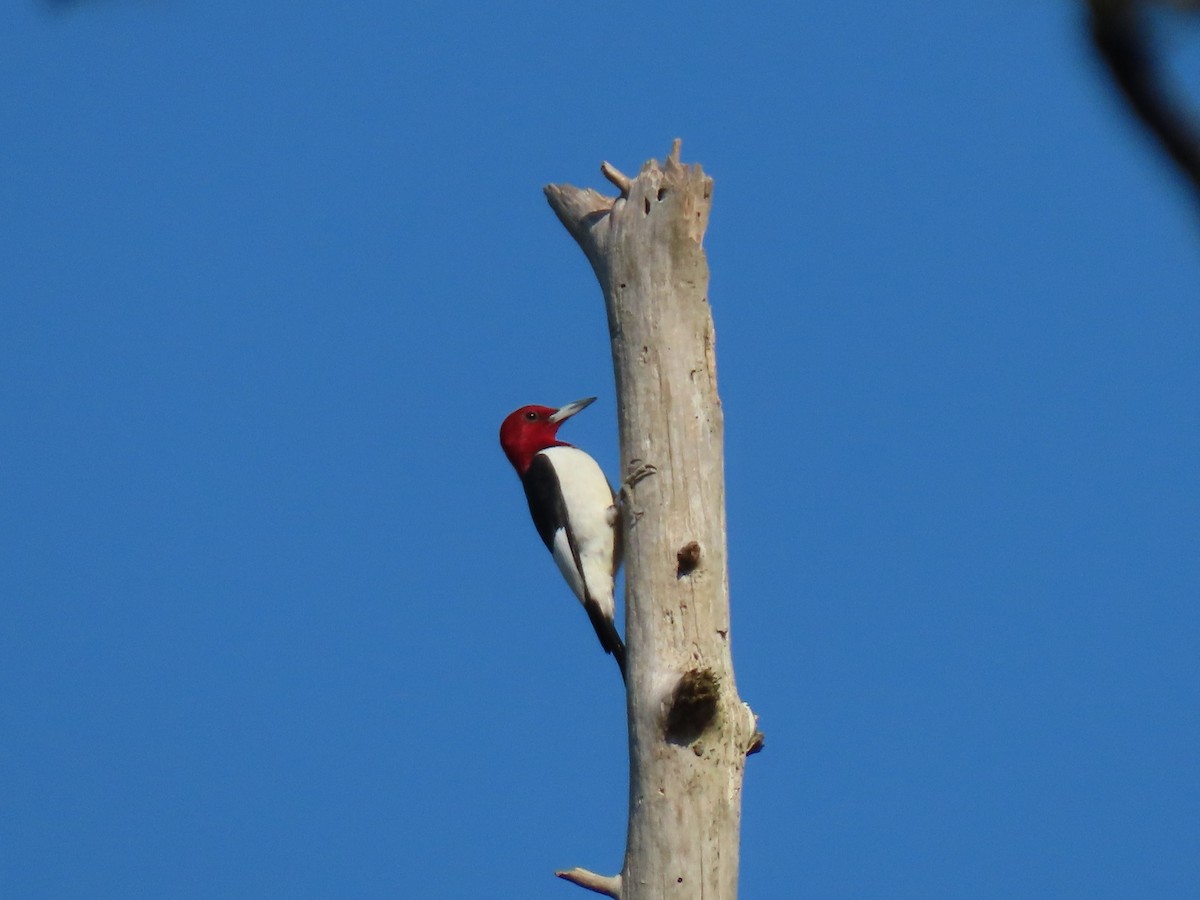 Pic à tête rouge - ML617454858