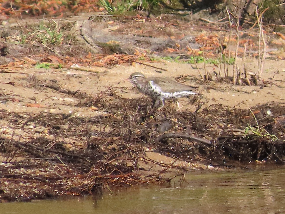 Spotted Sandpiper - ML617454868