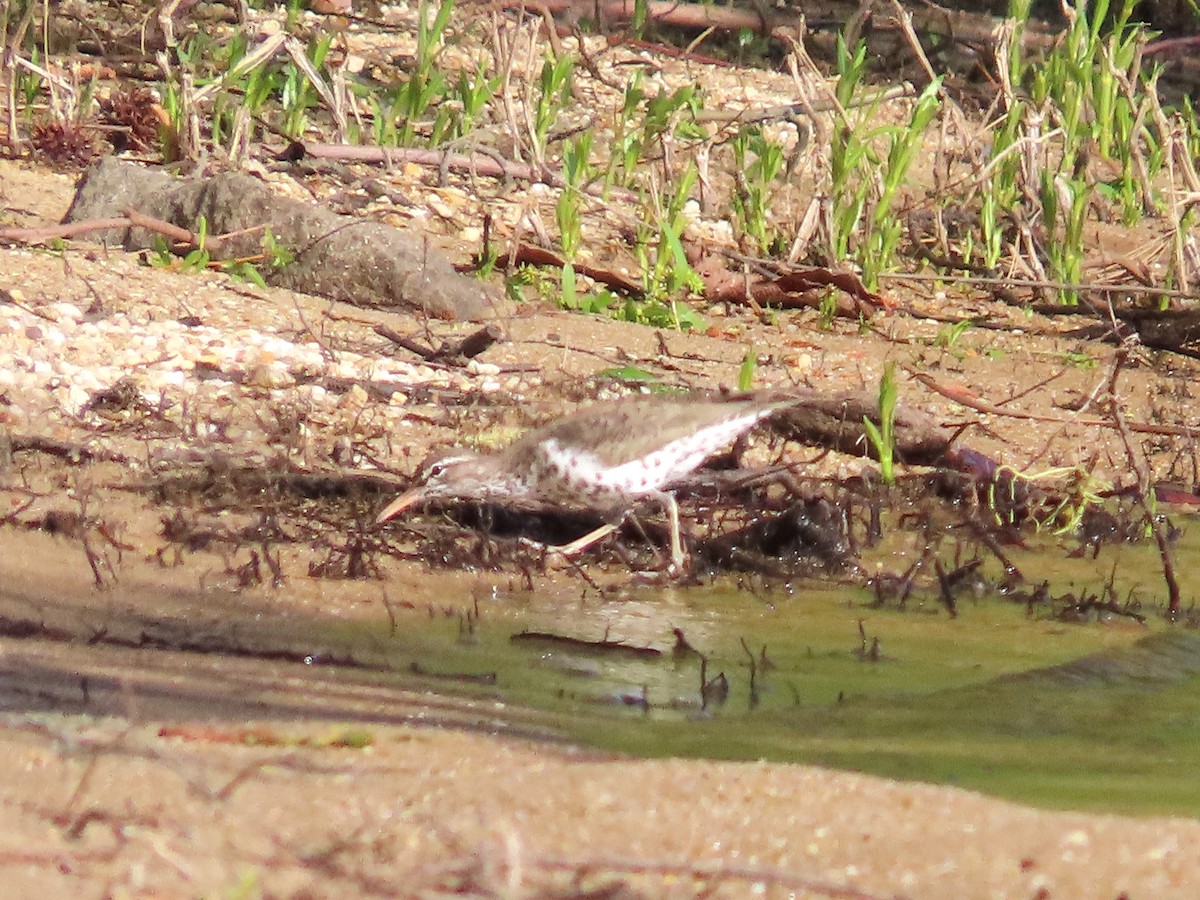 Spotted Sandpiper - ML617454869