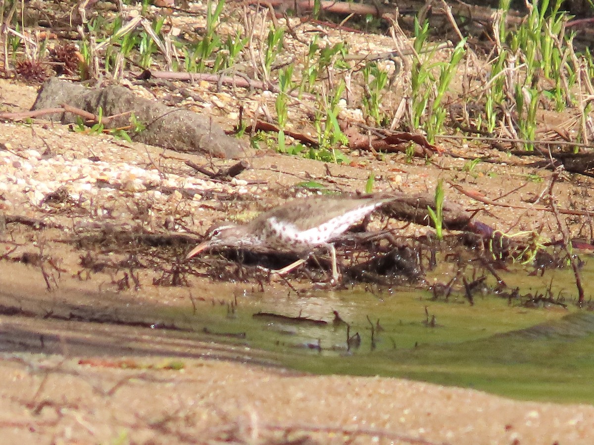 Spotted Sandpiper - Teresa Noel