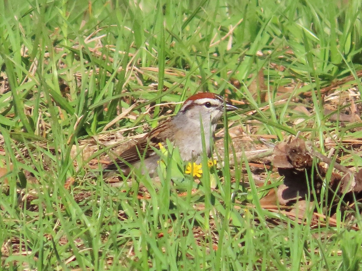 Chipping Sparrow - Teresa Noel