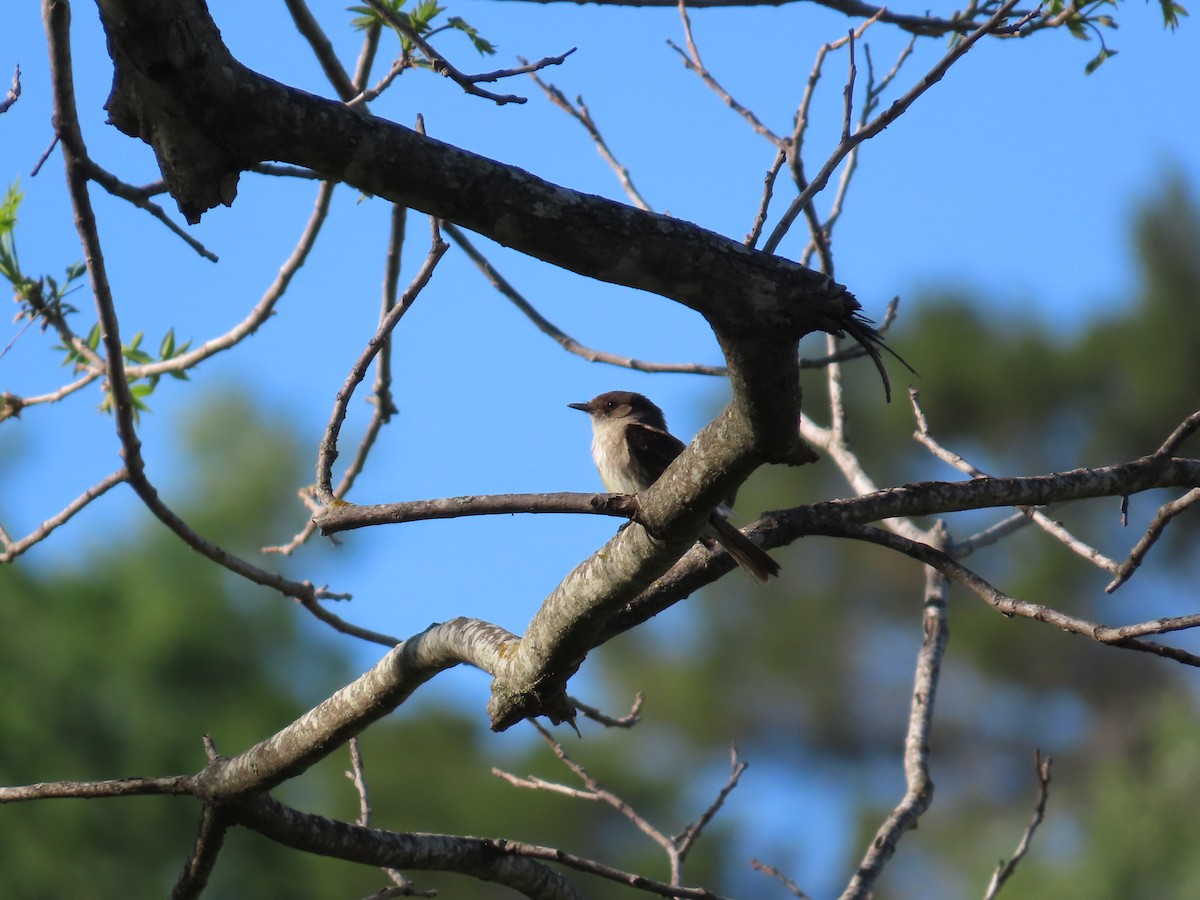 Eastern Phoebe - ML617454903