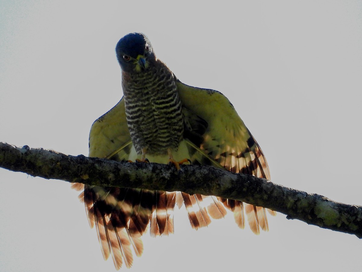 Double-toothed Kite - Carlos Aguilar