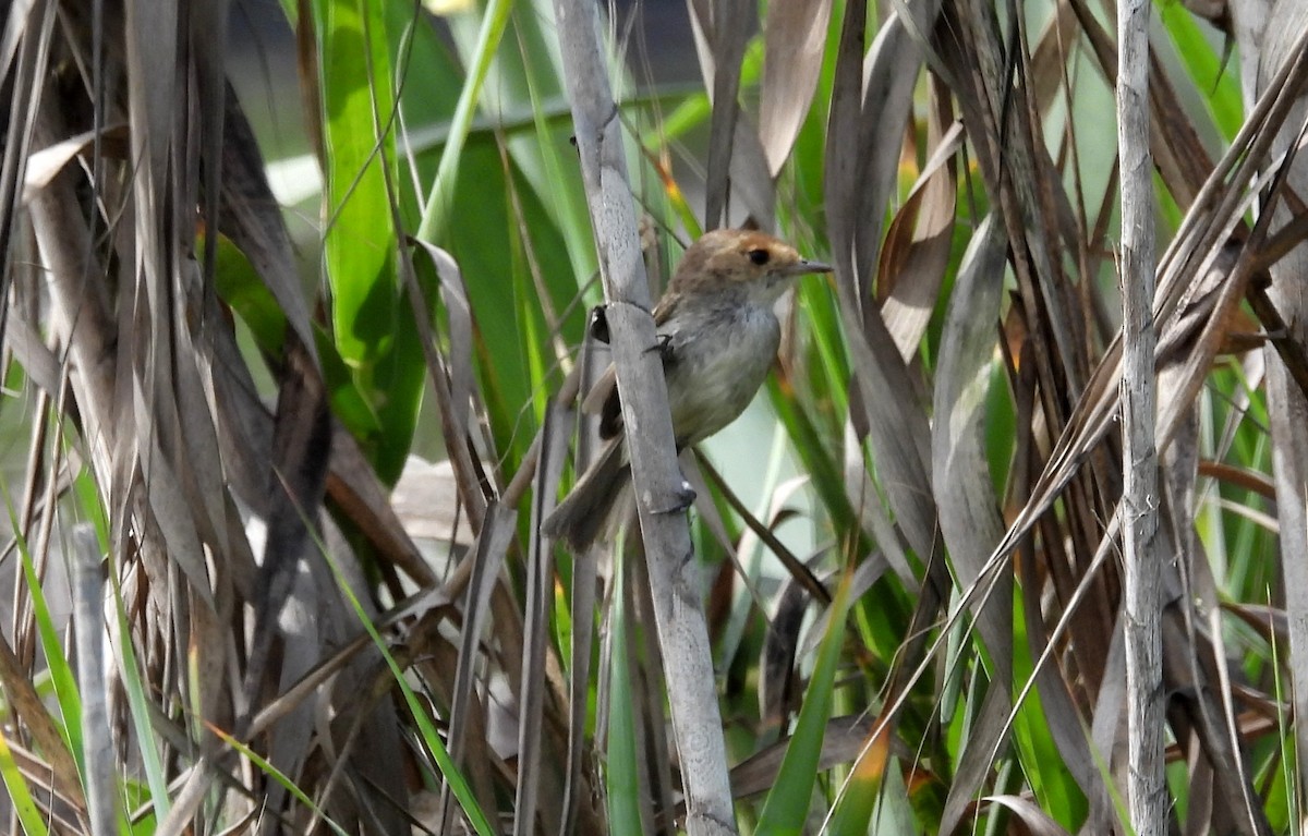 Fulvous-faced Scrub-Tyrant - ML617454929