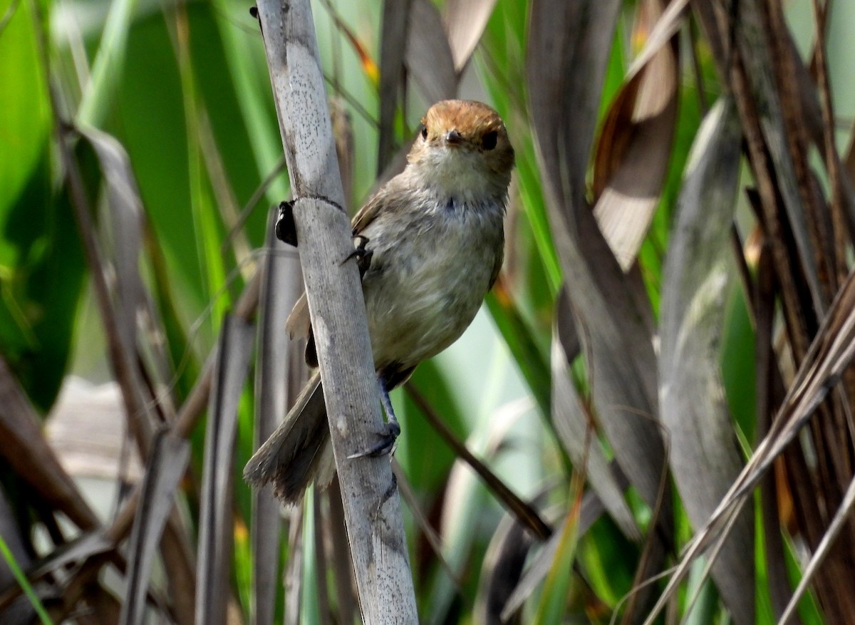 Fulvous-faced Scrub-Tyrant - ML617454930