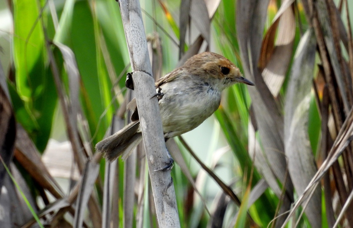 Fulvous-faced Scrub-Tyrant - ML617454931