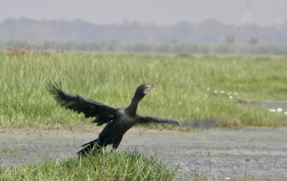 Little Cormorant - ML617454932