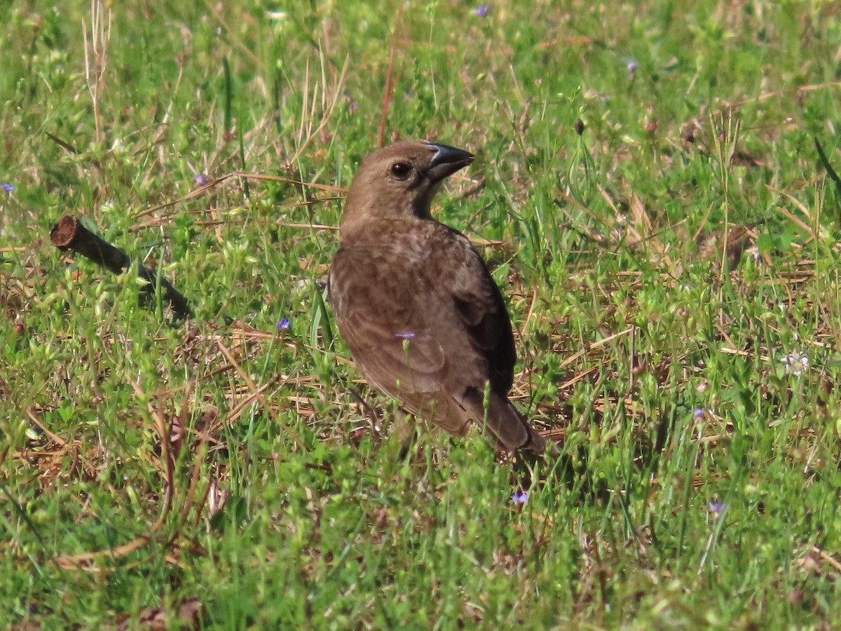 Brown-headed Cowbird - Teresa Noel