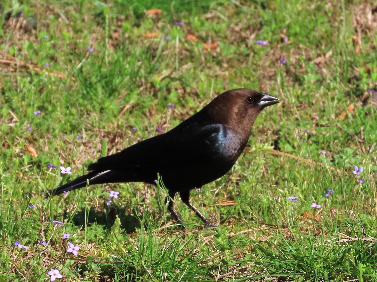 Brown-headed Cowbird - Teresa Noel