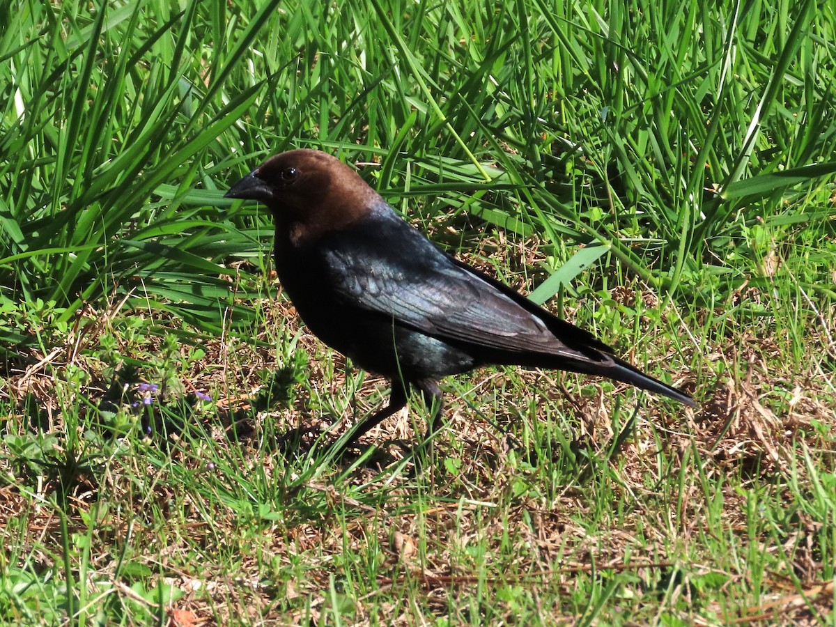 Brown-headed Cowbird - ML617454936