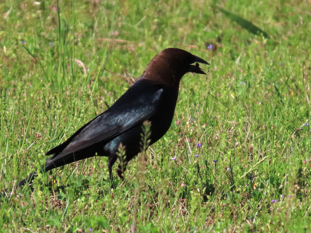 Brown-headed Cowbird - Teresa Noel