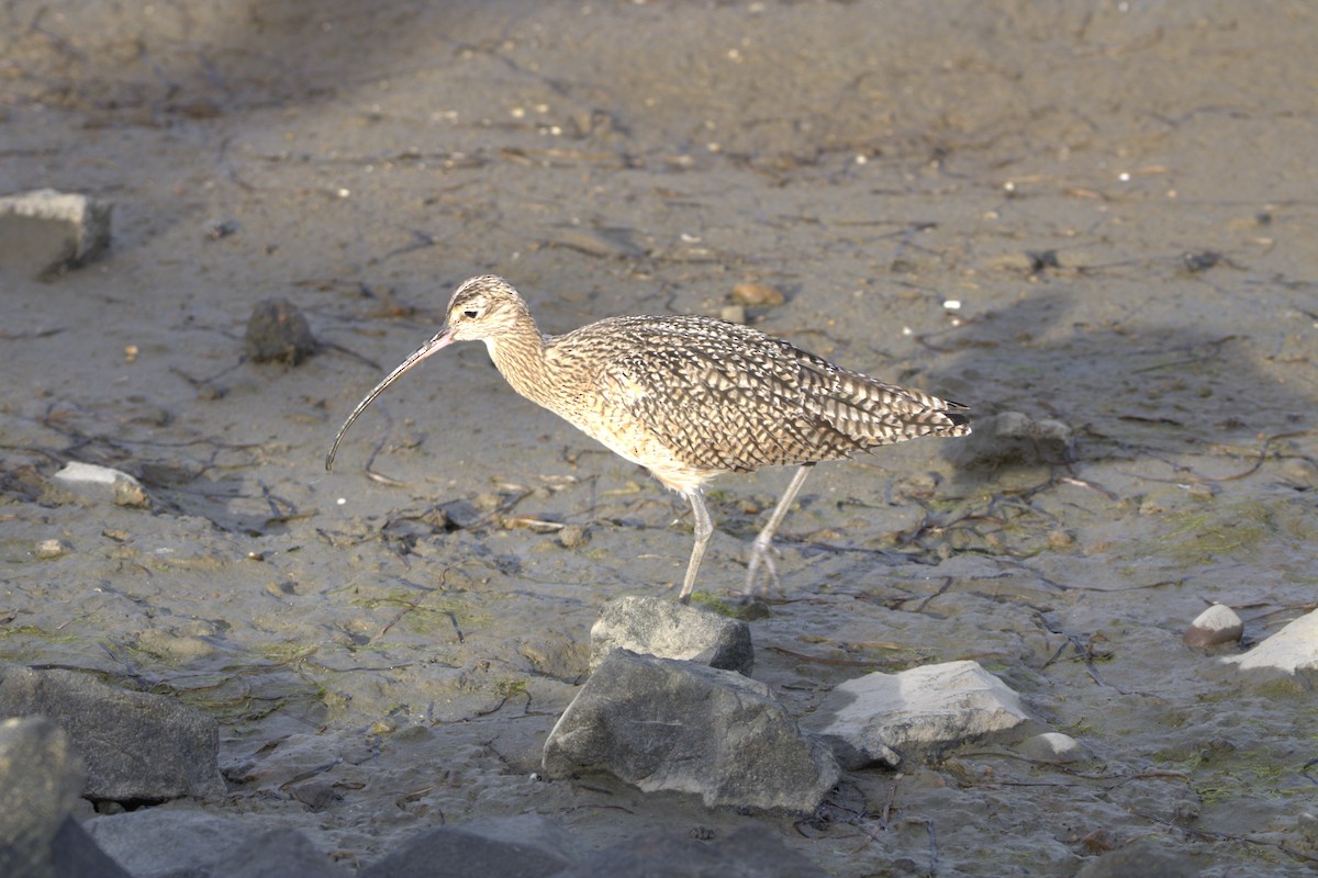 Long-billed Curlew - ML617454950