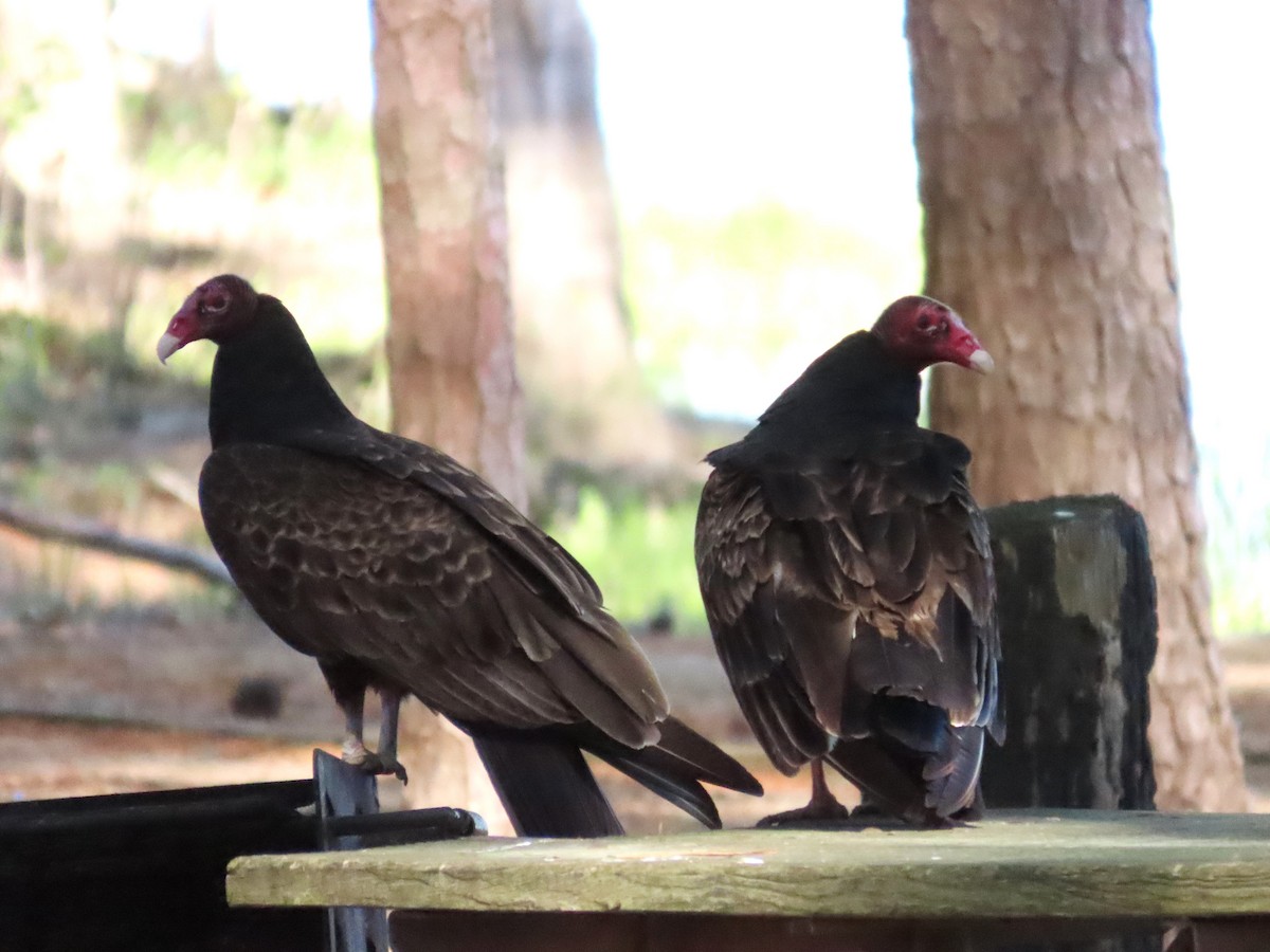 Turkey Vulture - ML617454967
