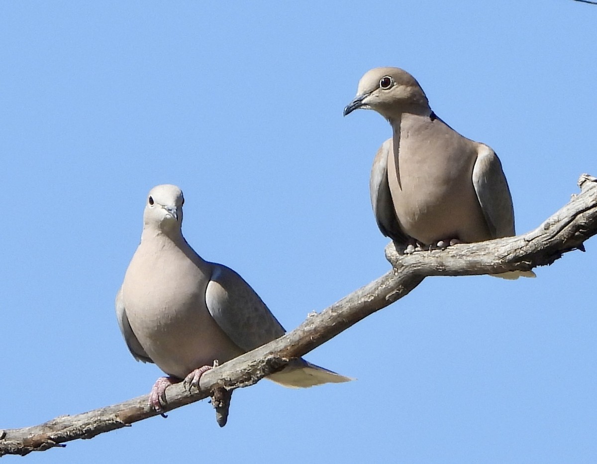 Eurasian Collared-Dove - ML617455005