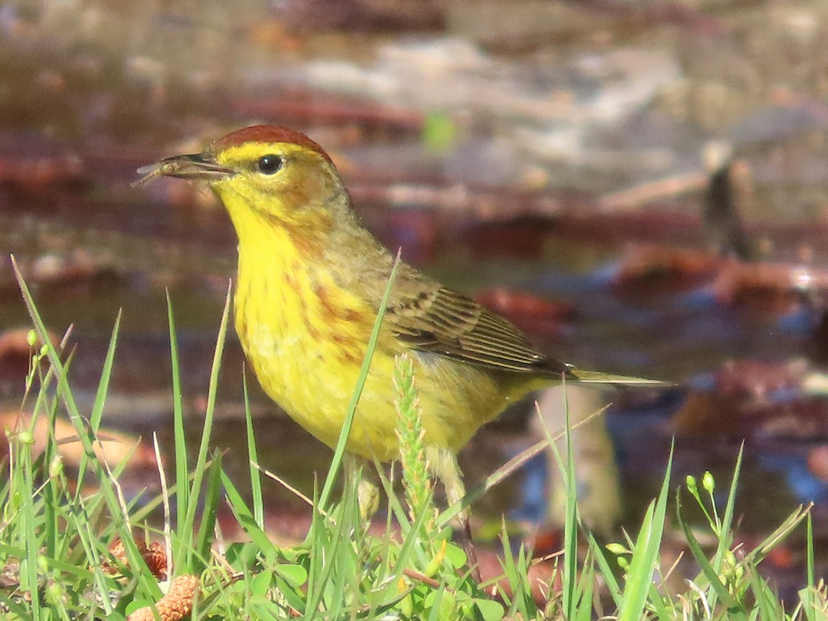 Palm Warbler - ML617455006