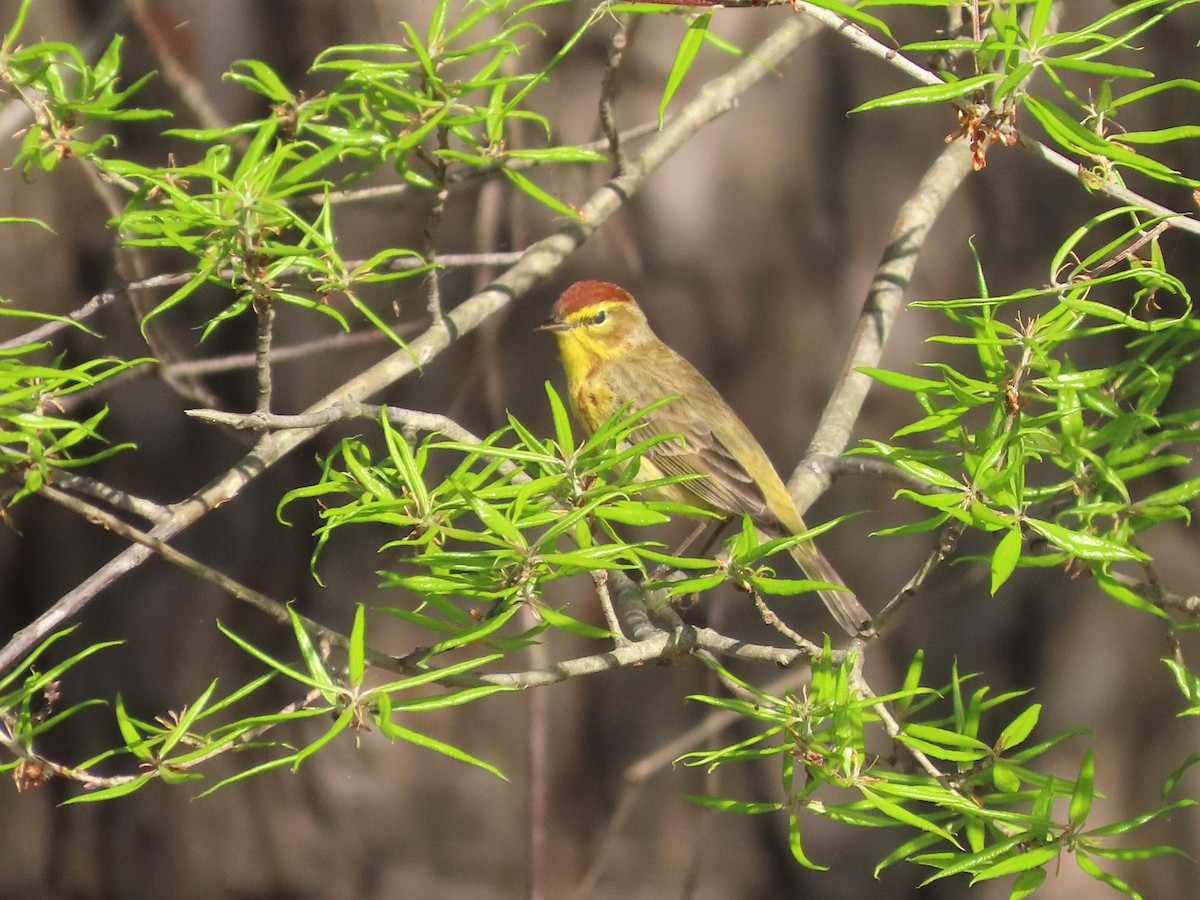 Palm Warbler - Teresa Noel