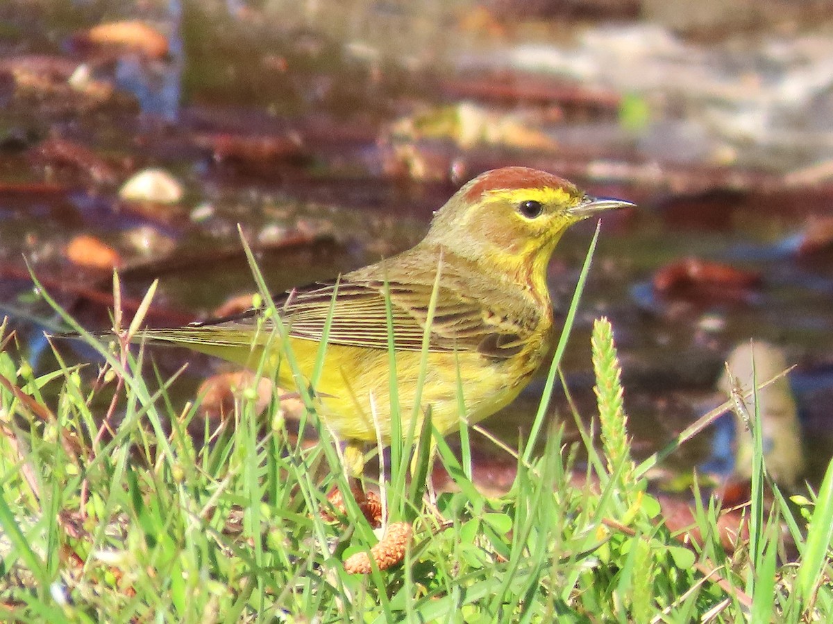 Palm Warbler - ML617455008