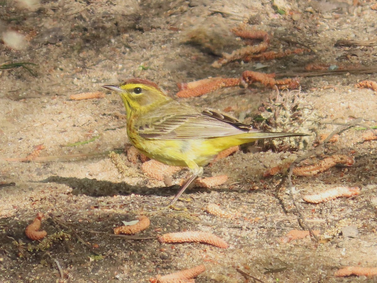 Palm Warbler - ML617455009
