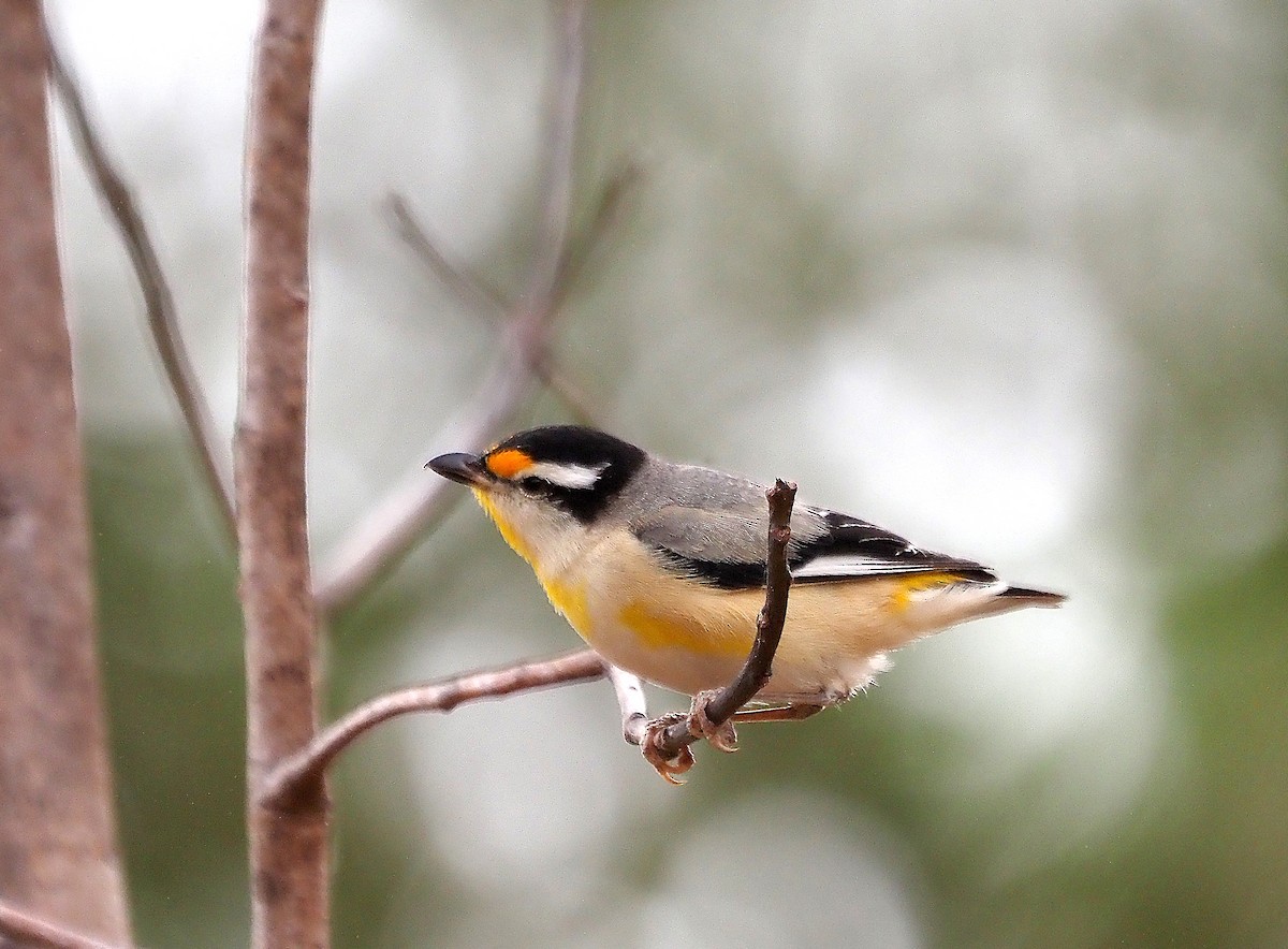 Pardalote Estriado - ML617455011