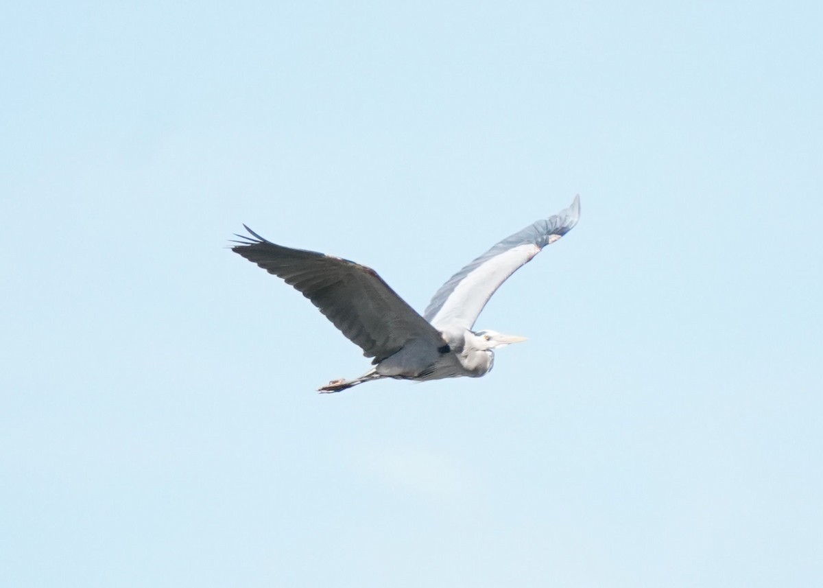 Great Blue Heron - Pam Hardy