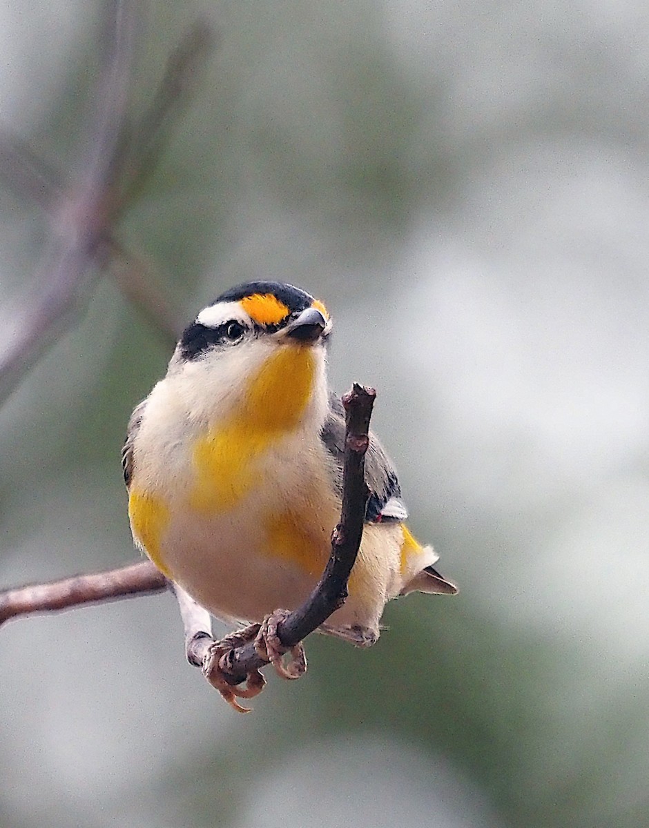 Pardalote Estriado - ML617455039