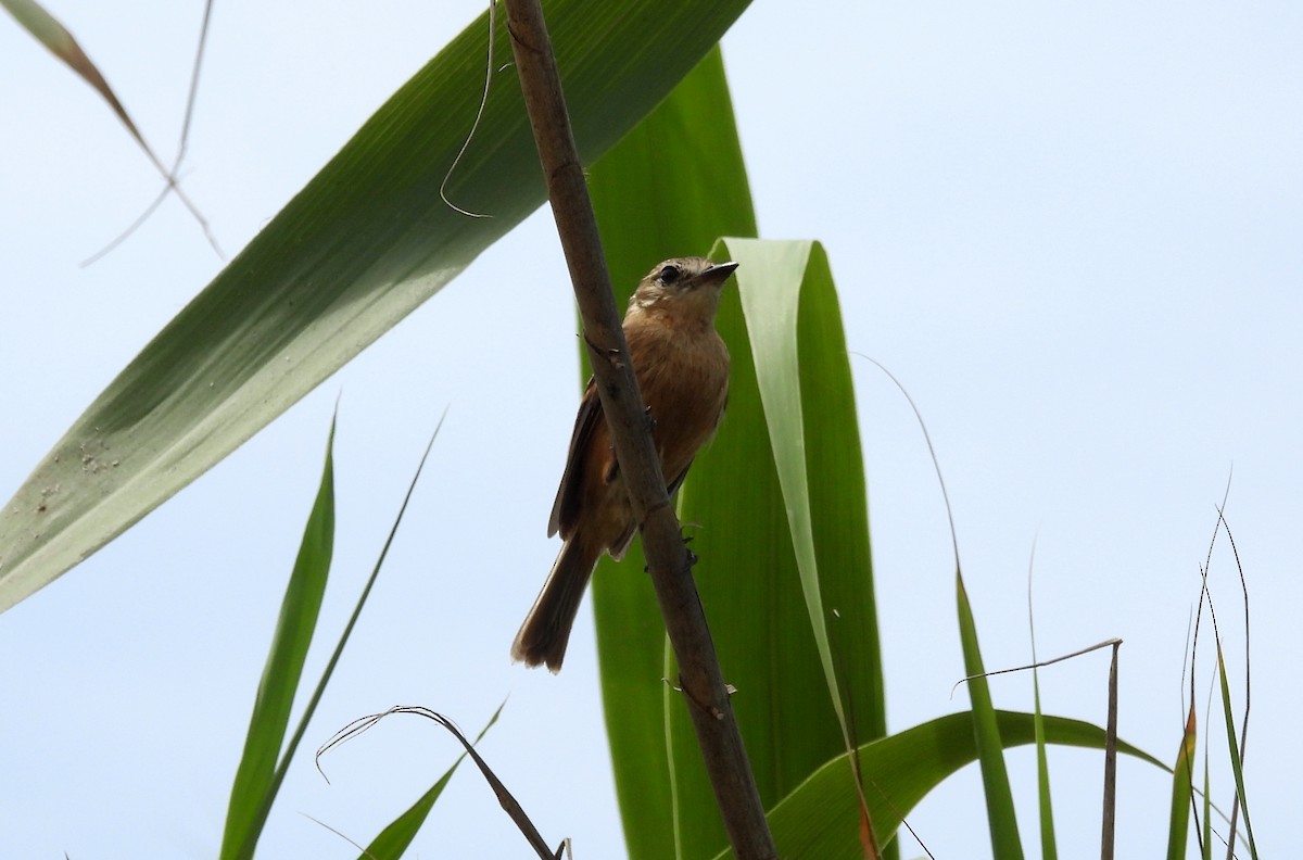 Rufescent Flycatcher - ML617455105