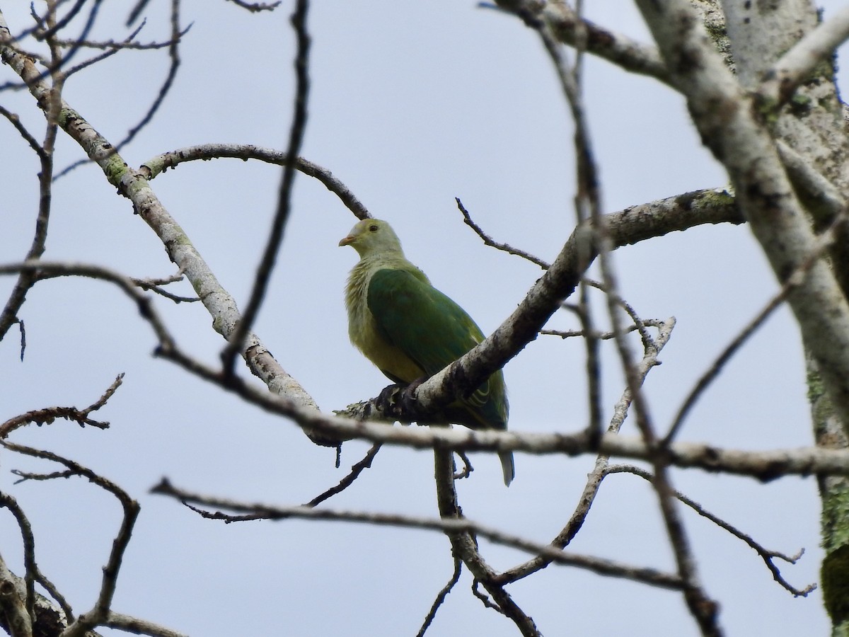 Tilopo de Tahití (chrysogaster) - ML617455196