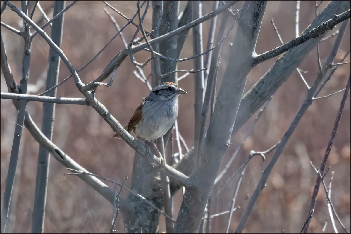 Swamp Sparrow - Paul Lagasi